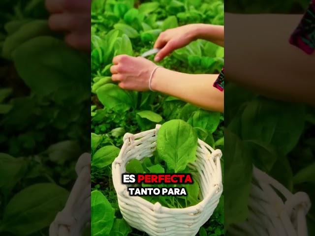 Cómo Cultivar Espinacas Rápidamente en Casa Vive Logicamente