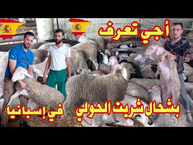 أجي تعرفبشحال شريت الحولي في إسبانيا  الخير موجود تبارك الله