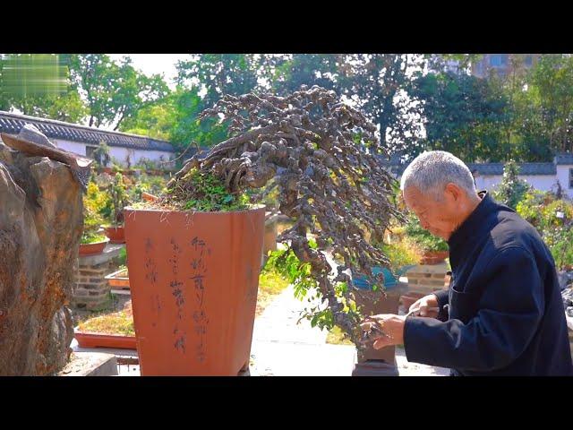 Bonsai master 90 years old in China