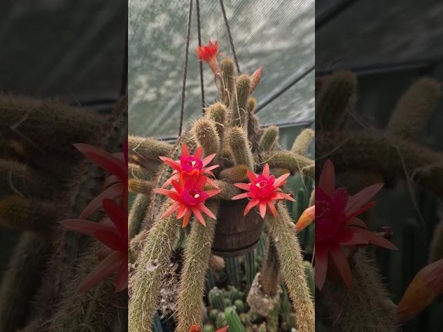 Hildewintera hybrid #cactus #flowers #nature #gardening #cactusjerk
