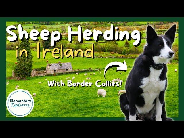 Kissane Sheep Farm - Sheep Shearing and Sheep Dog Demonstration - County Kerry, Ireland