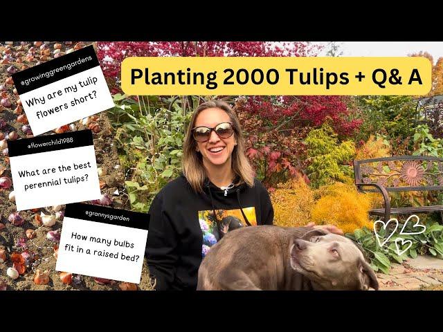 Planting 2000 Tulip Bulbs in Fall!! Why tulip flowers bloom short, Perennial vs Annual Tulips