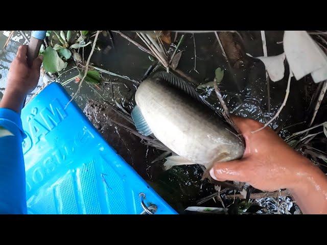 Qúa Khủng Khiếp Toàn Cá Khủng Ở Khu Vực Nhánh Sông Cái | Kích Cá Miền Tây | Catch Fish