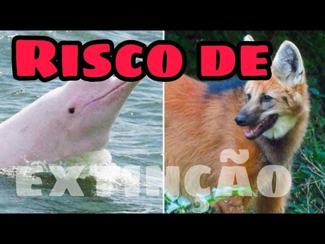 5 animais em risco de extinção no Brasil