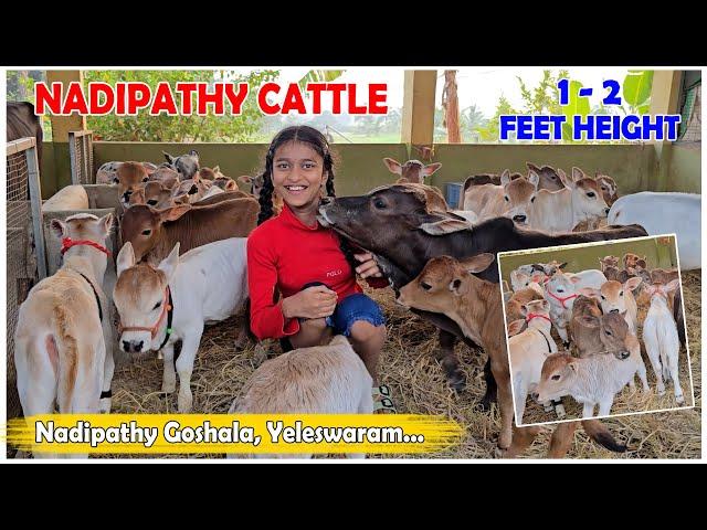 Cows Which could be raised in your Home  | Very Short & Friendly Cows #youtube #viral