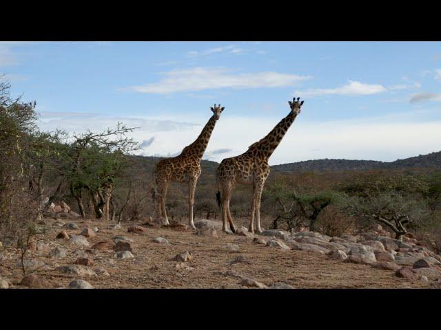 Giraffes in Kenya Masai Mara