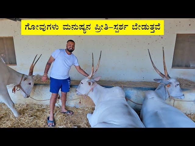 Cows and bulls demands human touch and love - Varthur Santhosh