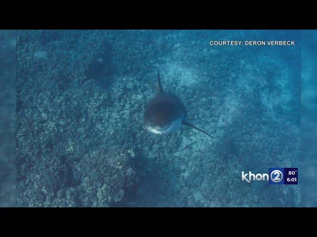 Hawaii man greeted by great white shark during 'insane' experience