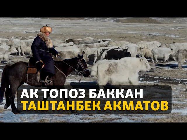 "Кирешелүү жана ылаңдабайт". Ак топоз баккан Таштанбек Акматов