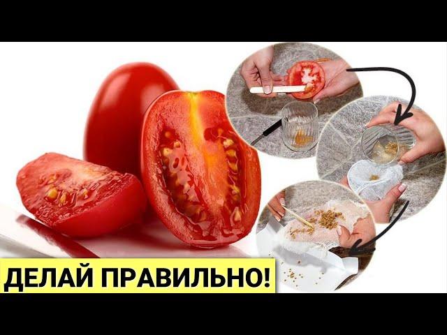 Сбор семян ТОМАТОВ. Как ПРАВИЛЬНО собрать СЕМЯНА помидоров? ДОБАВЛЯЮ ЭТО для полной всхожести!