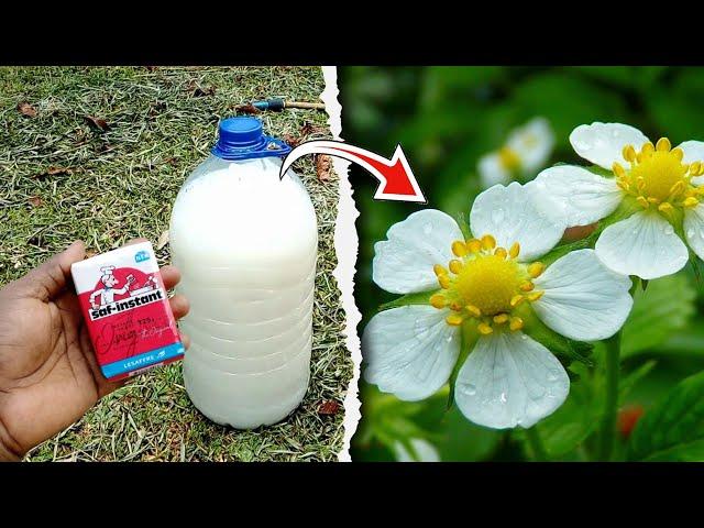 Use this Homemade Fertilizer when your Strawberry Plants Are Not Producing Flowers or Fruits