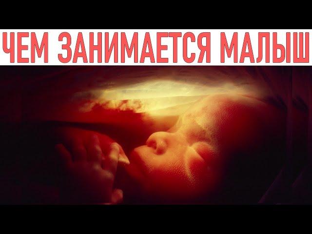 40 НЕДЕЛЬ БЕРЕМЕННОСТИ | Что ребенок все это время делает в животе у мамы