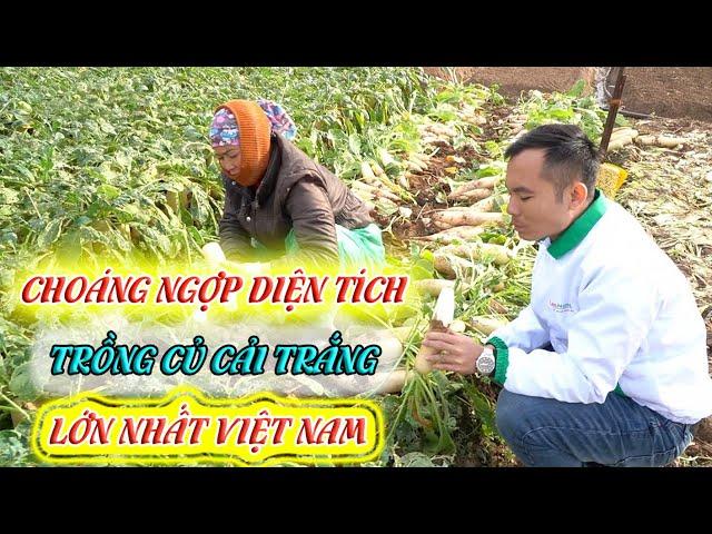 Mô hình trồng củ cải trắng - Nhân sâm mùa đông của người Việt