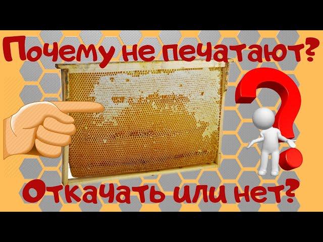 Почему пчелы не печатают мед ? - Как откачать не запечатанный мед.