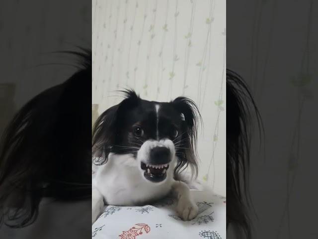 이래도 안무섭냐 !! 표정연기하는강아지  ㅎㅎ #shorts