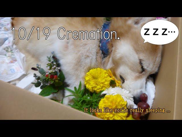 Cremation of my dog.【English】