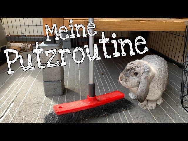 Putzroutine bei den Kaninchen | Stupsnasenbande