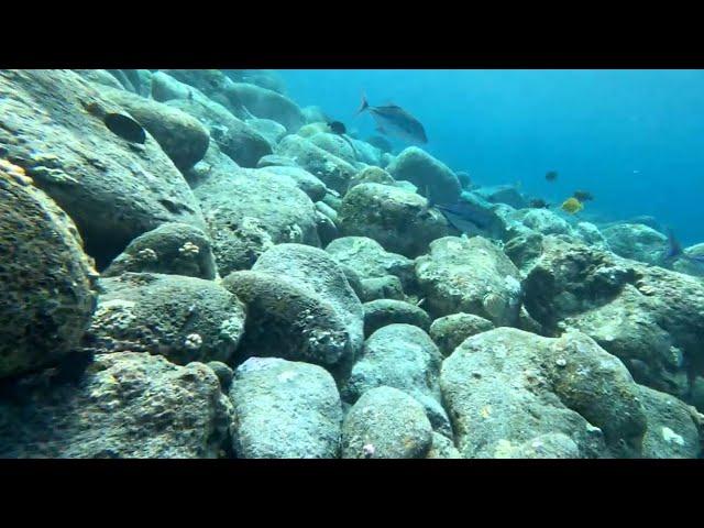 Spearfishing the Shallows - Lots of Omilu in the Water but None for Me - Big Island of Hawaii