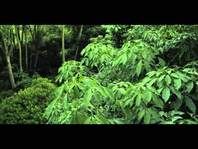 CANOPY Trailer | SGIFF 2014