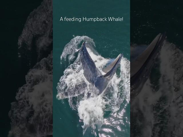 A Humpback Whale can eat up to 10,000lbs in a single day! #whale