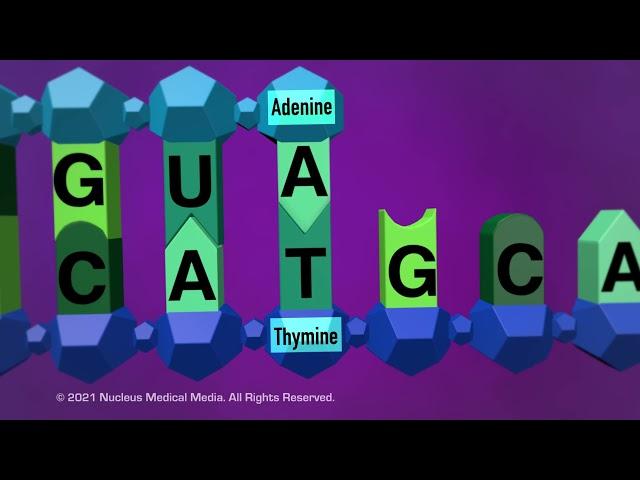 DNA and RNA - Transcription