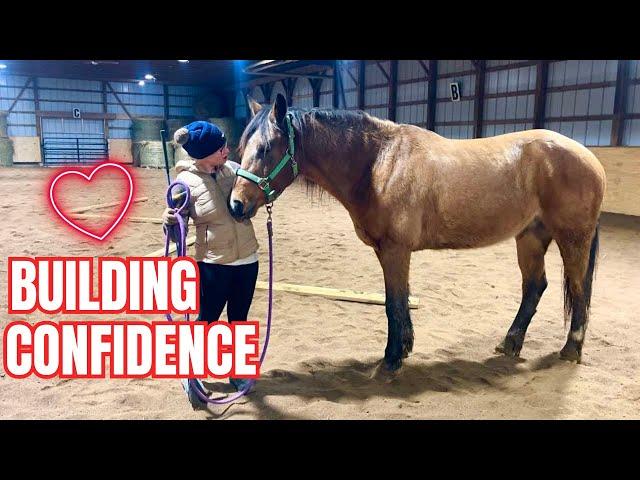 Preparing My Auction Horse For A Ride! Update on Dodger’s Training