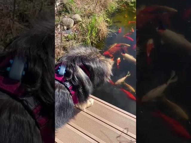 Finnish lapphund puppy: Gandalf, inspecting of koi + golfish pond    #finnishlapphund    #doglife