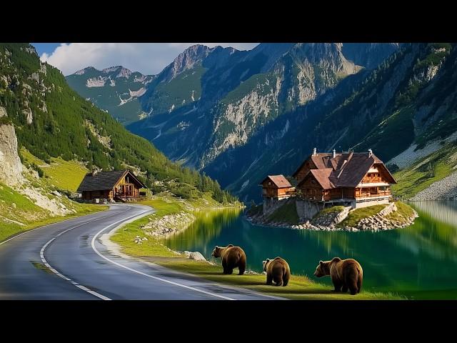 Transfagarasan: Romania's Most Beautiful Road! Balea Lake and Bear Encounters