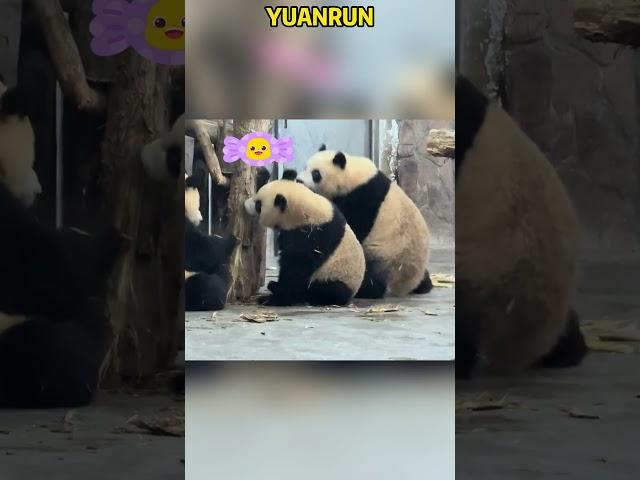 大熊猫园润一家搞破坏训练 #panda #redpanda夕消 #cute #redpanda夕消 #上野パンダ #funny #animals #cutepanda #pets #zoo