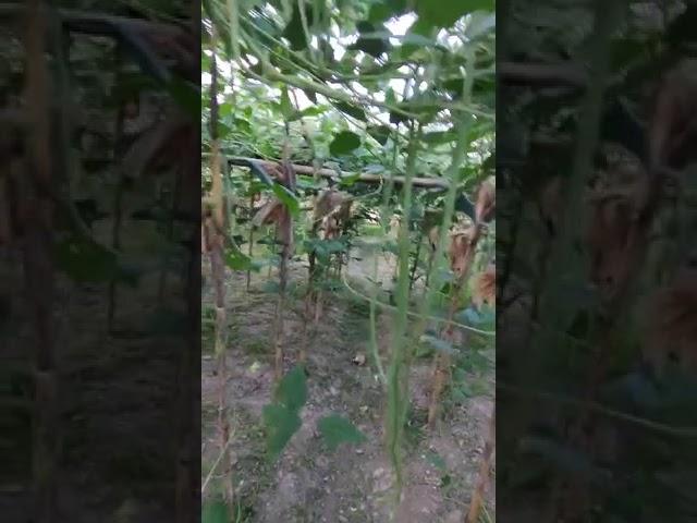 Smart Seeds for all