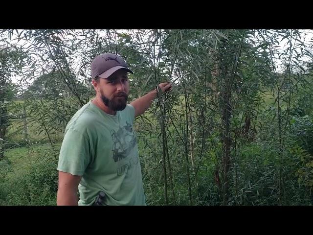 Hybrid Willow Growth