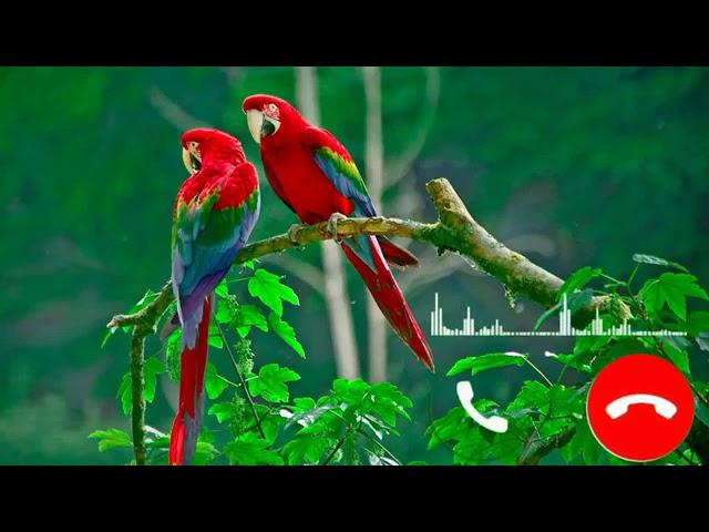 Bird Sms ringtone _ Message Tone _ new sms ringtine _ Notification Tone #tone #viral #ringtone