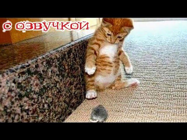 Funny Animal Videos 2024 - Funniest Dogs and Cats Videos #199