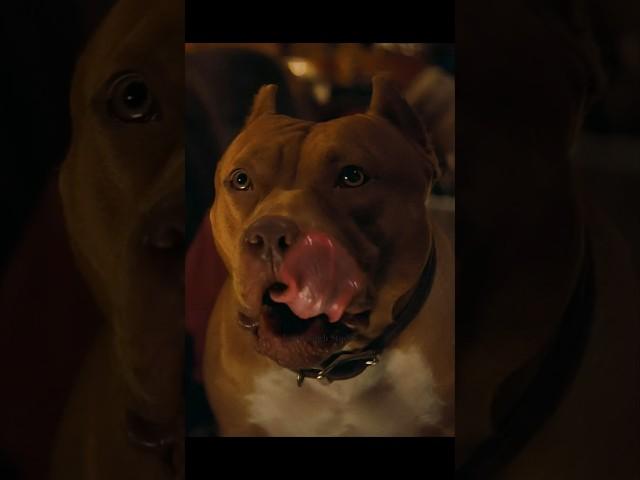 Brad Pitt’s Pitbull: Brandy #bradpitt #pitbull  #doglover #shortsfeed