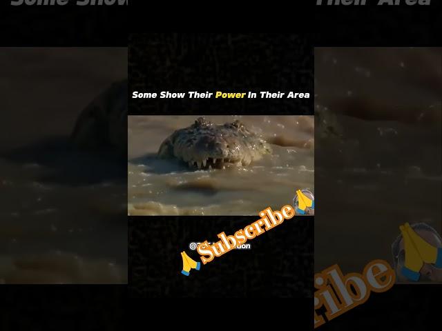 True Power Knows No Boundaries Lion vs Crocodile Showdown#MotivationFromNature#WildlifeEpicMoment
