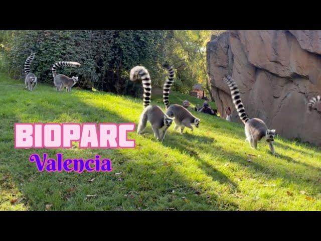 Visiting Bioparc in Valencia, Spain| wildlife experience  #valencia #spain #wildlife