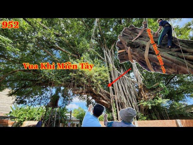 Quá gây cấn !!! Vua Khỉ cưa mé nhánh cây Sộp Đại Thụ 200 năm tuổi ở Long An . Cutting poplar tree.