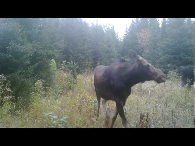 Natural Moose calls 1