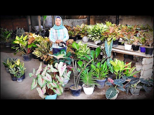 Banyak Stok Tanhis Rimbun2 Cantik2 Menor2