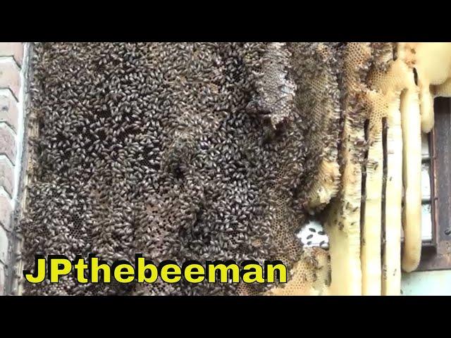 Massive Bee Hive Removed Alive!