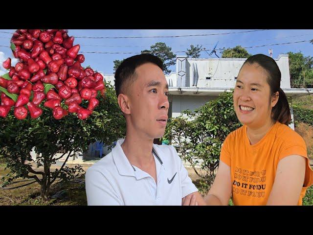 Uncle Manh's big house makes Ngoc hesitate - Is it worth choosing? | Hang's plum harvest day