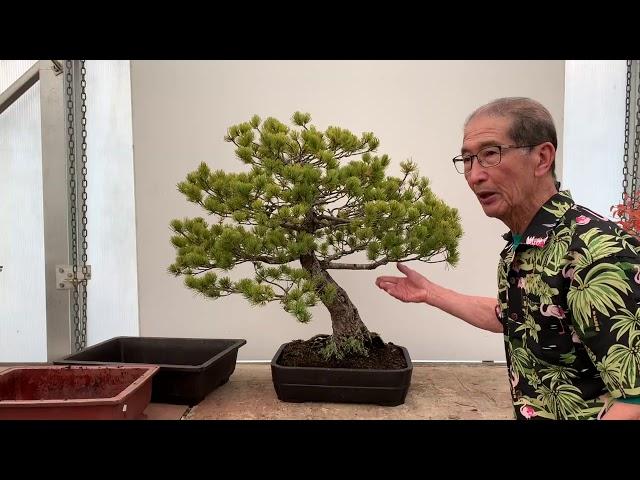 Choosing a Bonsai Pot