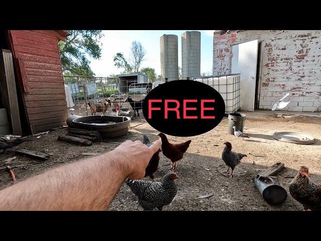 FREE Facebook Marketplace Farm Animal!!!! (Rehome)