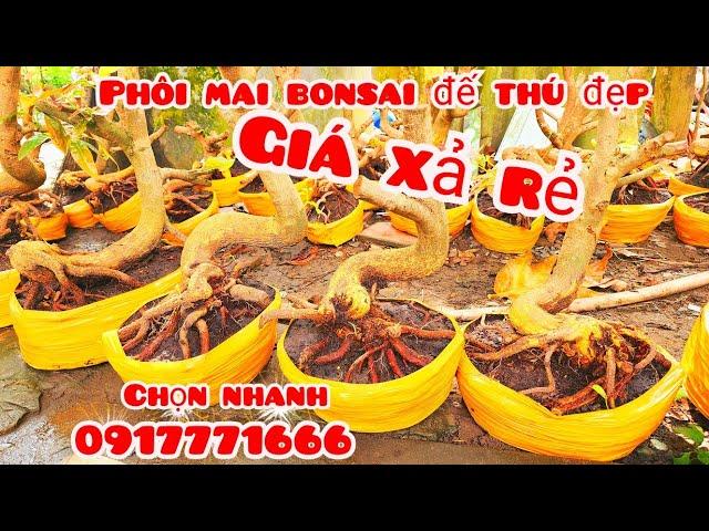 Phôi mai đế thú đẹp giá xả rẻ 6/11 #aTú0917771666 |MaivàngThanhTâm