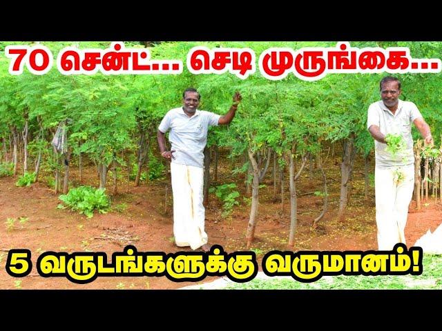 முருங்கை இலைக்கு இத்தனை மவுசா? | 5 வருடங்களுக்கு வருமானம் | drumstick | murungai