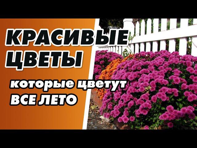 САМЫЕ КРАСИВЫЕ ЦВЕТЫ ЦВЕТУЩИЕ ВСЕ ЛЕТО. Многолетние САДОВЫЕ ЦВЕТЫ #красивые #цветы #сад #cusenus