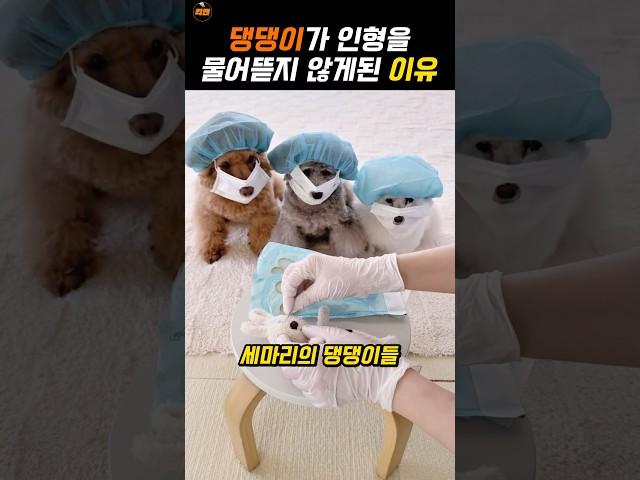 초집중한 웃긴 댕댕이