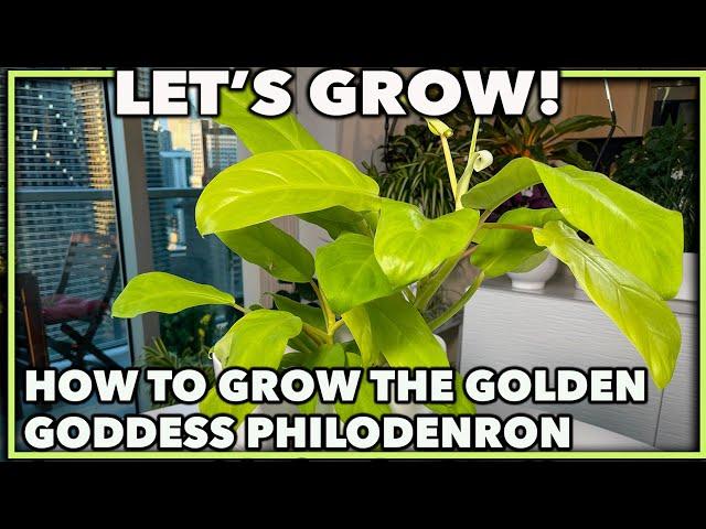 HOW TO GROW GOLDEN GODDESS PHILODENDRON (Lemon Lime Philodendron): A complete house plant guide