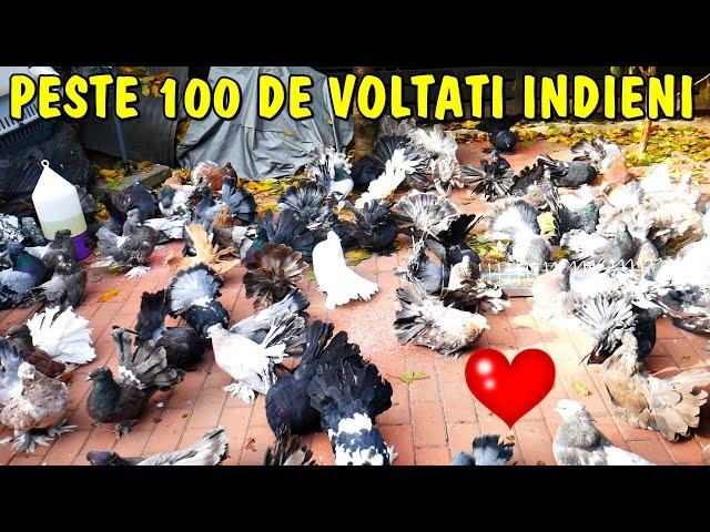 Porumbei VOLTAT INDIAN de calitate acasă la Marcel Stoica din Sibiu