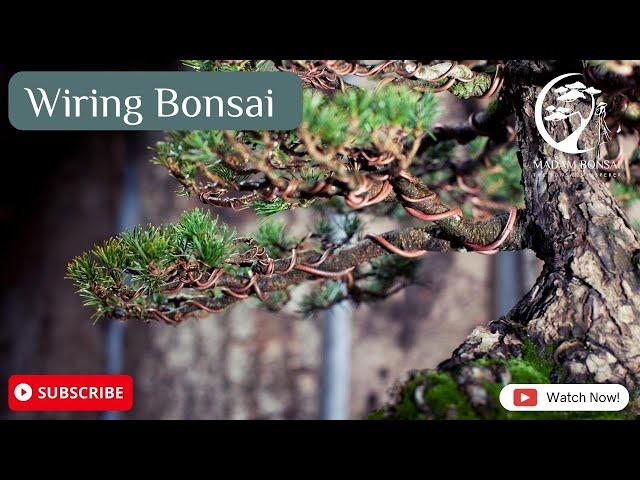 Wiring Bonsai